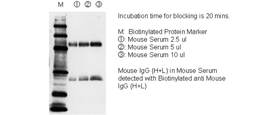 Incubation time for blocking is 20 mins.

M:  Biotinylated Protein Marker
(1): Mouse Serum 2.5 ul
(2): Mouse Serum 5 ul
(3): Mouse Serum 10 ul

Mouse IgG (H+L) in Mouse Serum
detected with Biotinylated anti Mouse IgG (H+L)