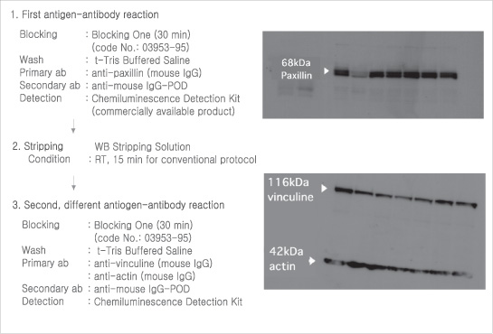 1. First antigen-antibody reaction
   Blocking        : Blocking One (30 min)  (code No.: 03953-95)
   Wash            :  t-Tris Buffered Saline
   Primary ab      : anti-paxillin (mouse IgG)
   Secondary ab  : anti-mouse IgG-POD
   Detection       : Chemiluminescence Detection Kit (commercially available product)

2. Stripping
   Solution         : WB Stripping Solution
   Condition        : RT, 15 min for conventional protocol

3. Second, different antiogen-antibody reaction
   Blocking         : Blocking One (30 min) (code No.: 03953-95)
   Wash              :  t-Tris Buffered Saline
   Primary ab       : anti-vinculine (mouse IgG)
                       : anti-actin (mouse IgG)
   Secondary ab   : anti-mouse IgG-POD
   Detection        : Chemiluminescence Detection Kit