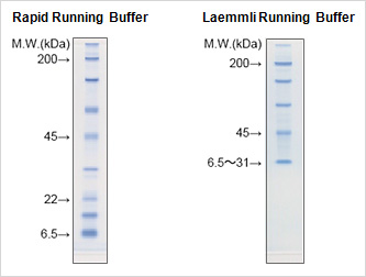 Rapid Running Buffer / Laemmli Running Buffer