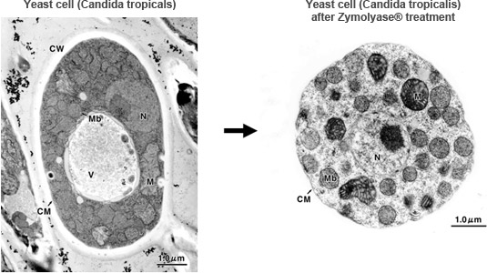Yeast cell (Candida tropicals) -> Yeast cell (Candida tropicalis) after Zymolyase® treatment