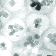image of What are FG beads® ?