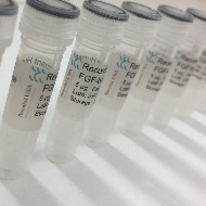 image of Recombinant Human FGF-basic, Animal-free