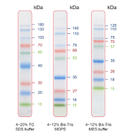 image of Prestained Protein Ladder, Mid Range