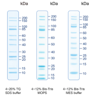 image of Unstained Protein Ladder, Broad Range