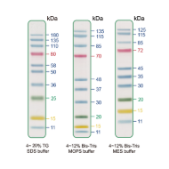 image of Prestained Protein Ladder, Mid Range