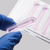 image of Nerve Organoid™ A-Chip / B-Chip