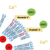 image of Annexin V-FITC Apoptosis Detection Kit