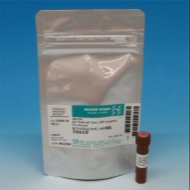 image of KyoBright488-conjugated Secondary Antibody