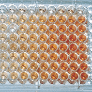 Cell Staining, Viability and Proliferation