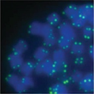 Telomere staining kit