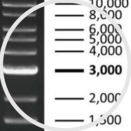 DNA Ladder