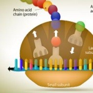 Protein Purification