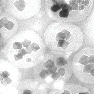 FG Beads® - Magnetic nanoparticles