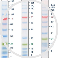 Protein Ladder