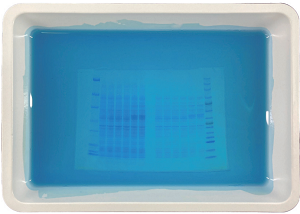 Staining pattern in the CosmoPAGE Bullet CBB