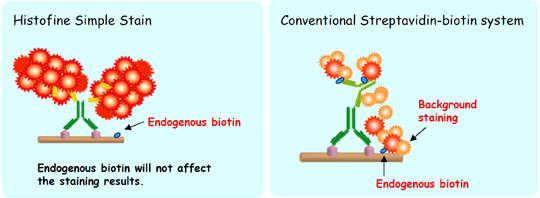 Histofine Simple Stain, Conventional Streptabidin-biotin System