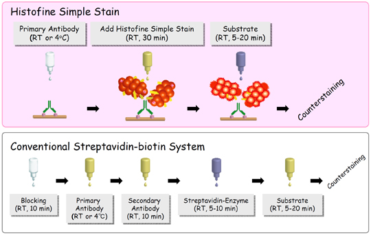 Histofine Simple Stain, Conventional Streptabidin-biotin System