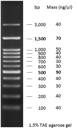 dna ladder bands range concentration