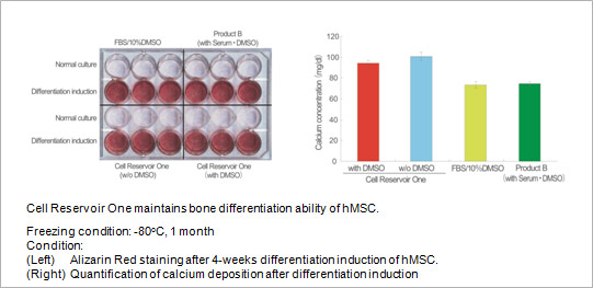 Cell Reservoir One maintains bone differentiation ability of hMSC. Freezing condition: -80°C, 1 month, Condition: (Left)Alizarin Red staining after 4-weeks differentiation induction of hMSC. (Right)Quantification of calcium deposition after differentiation induction